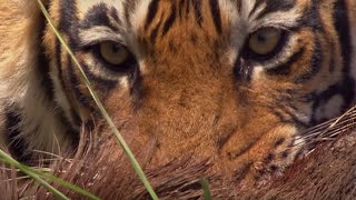 Rare Tiger vs Boar Fight  BBC Earth [upl. by Sethrida]