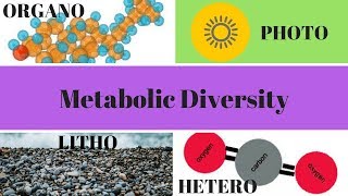 Heterotrophs Autotrophs Phototrophs and Chemotrophs [upl. by Acie]