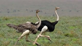 Ostrich Run [upl. by Anastase]