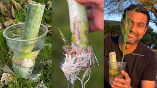 Easiest Way to Grow Sugarcane [upl. by Enohpesrep]