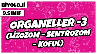 9 Sınıf Biyoloji  Organeller 3 Lizozom – Sentrozom – Koful [upl. by Annair]