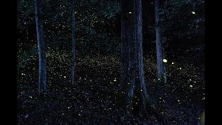 Photuris  Synchronous Fireflies of Congaree National Park [upl. by Mackay757]