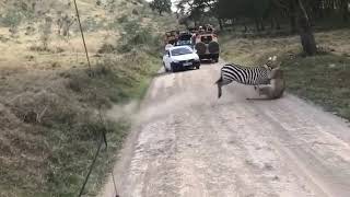 Intense fight between zebra and lioness [upl. by Esilec]