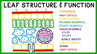 Leaf Structure and Function [upl. by Anibas]