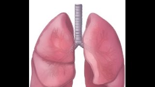 BREATH SOUNDS NORMAL BRONCHOVESICULAR BRONCHIAL [upl. by Hawkie208]