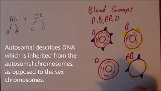 Introducing Genetics 8 ABO blood group inheritance [upl. by Jarlath721]