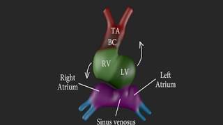 Development of the Heart 3D [upl. by Atirahs874]