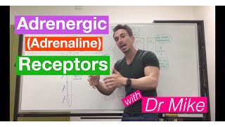 Adrenergic adrenalineepinephrine Receptors [upl. by Munniks]