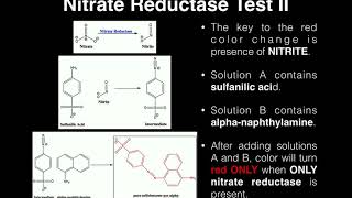 Microbiology  Nitrate Broth Nitrate Reduction Test [upl. by Elbertine]