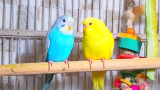 Cute Pet Budgies Chirping 35 Hr Nature Parakeets Bird Sound to Reduce Stress [upl. by Uyekawa]