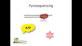 Pyrosequencing [upl. by Ettevroc]