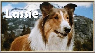 Lassie  Intro amp Outro 1954 [upl. by Julienne512]