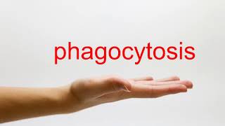 How to Pronounce phagocytosis  American English [upl. by Ardnasyl755]