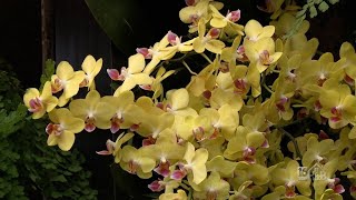 Longwood Gardens Orchid House [upl. by Inna98]