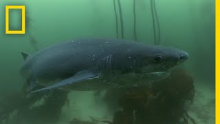 The Cookiecutter Shark  Sharks of Bermuda Triangle [upl. by Aelem197]