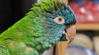 Conure Talking amp Sounds  Blue Crown Conure Parrot Singing amp Dancing [upl. by Susej]