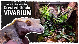 Naturalistic  Bioactive Crested Gecko Vivarium Housing Henry 20 [upl. by Yssim]