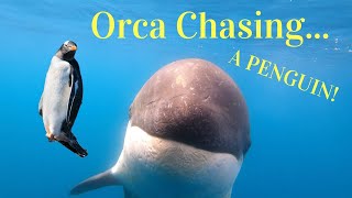 ORCA CHASING PENGUIN in Antarctica AMAZING [upl. by Aketahs]