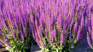 Best Garden Perennials  Salvia East Friesland Meadow Sage [upl. by Porett]