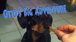 Ottos Big Adventure A Dogs Day Out Full Movie [upl. by Aiekram264]