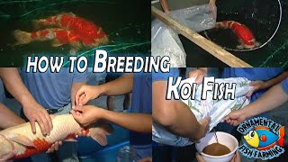 How to Breed Koi Carp Fish and Take Care of Baby Koi  Japanese koi Fish Farm [upl. by Pessa]