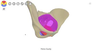 3D Tour of the Pelvic Floor [upl. by Sylvanus]