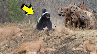 Honey Badger VS Pride Of Lions And Clan Of Hyenas [upl. by Elinor663]