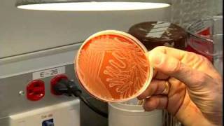 A tour of the Microbiology Lab  Section one [upl. by Trometer386]