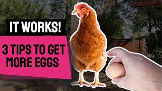 3 Tips to GET MORE EGGS From Your Chickens [upl. by Landon]