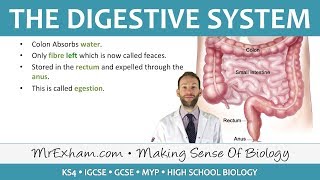 The Digestive System  GCSE Biology 91 [upl. by Gaye]