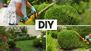 How I prune  trim ROUND BOXWOODS  DIY boxwood hedge [upl. by Niknar]