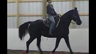 The Gaited Horse Gait Spectrum [upl. by Atterehs]