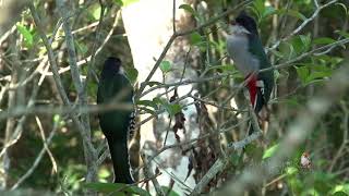 TOCORORO cantando Cuban Trogon Priotelus temnurus Ave Nacional y ENDÉMICA de CUBA [upl. by Fruma9]