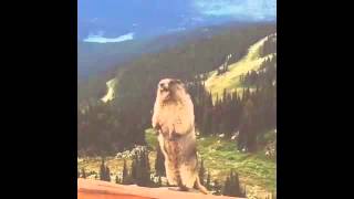 SCREAMING MARMOT 10 HOURS [upl. by Apfelstadt]