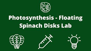 Lab 7 Photosynthesis Floating Spinach Disks Lab [upl. by Pickar]