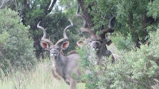 Hunting In South Africa Video This Is What Its Like [upl. by Rickey]