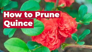 🌺 How to Prune Quince 🌺 [upl. by Annairoc400]