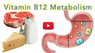 Vitamin B12 Cobalamin Digestion and Absorption Explained SUPER EASY [upl. by Jessi]