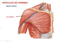 Músculos del hombro [upl. by Gareth]