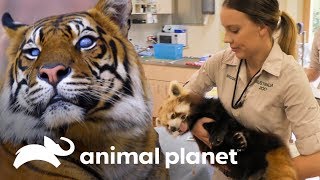 Los animales del zoológico de Australia van al veterinario  Los Irwin  Animal Planet [upl. by Anicnarf]