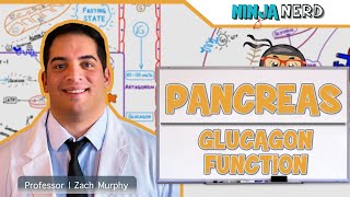 Endocrinology  Pancreas Glucagon Function [upl. by Aztiley]