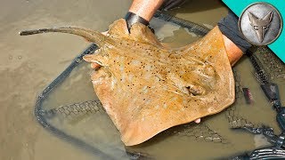 Crazy Stingray Catch [upl. by Pliner977]