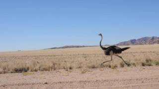 Ostrich at fullspeed [upl. by Haelam]