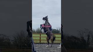 This is home for the Equestrians❤️ equestrian disciplines 𝓱𝓸𝓶𝓮 [upl. by Aliel]