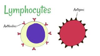 Cell Defence Lymphocytes and Phagocytes [upl. by Gibbie21]