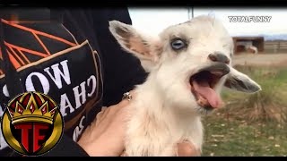 Videos Para Morirse De La Risa Cabras  Funny Videos Fails Compilation [upl. by Corron449]