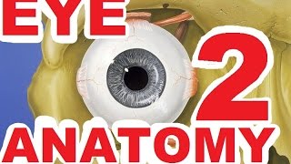 Ophthlmology Lecture  Eye Anatomy Part 2 [upl. by Ellivro]