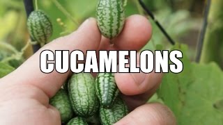 Cucamelons [upl. by Anasiul694]