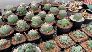 Lophophora Nursery [upl. by Annairoc]