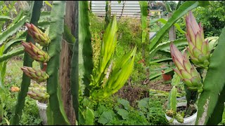 How to fertilize dragon fruit tree  Fertilize dragon fruit for more flowers [upl. by Giulio169]